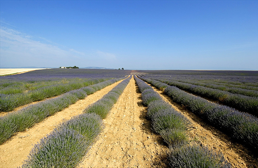 Field of lavender, Plateau of Valensole, Provence, France, Europe