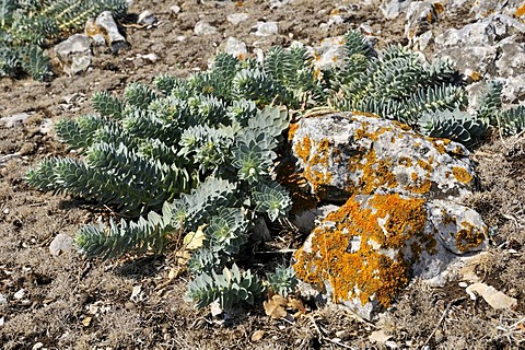 Myrtle Spurge, Creeping Spurge or Donkey Tail (Euphorbia myrsinites), Cres island, Croatia, Europe