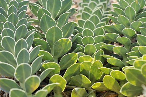 Myrtle Spurge, Creeping Spurge or Donkey Tail (Euphorbia myrsinites), Cres island, Croatia, Europe