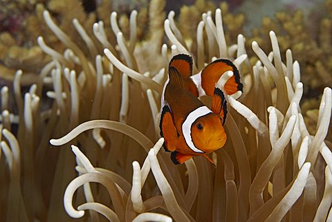 Clown anemonefish, Clownfish (Amphiprion ocellaris) captive