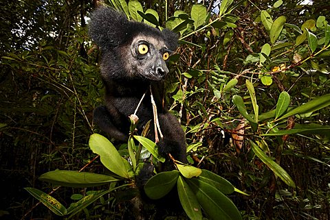 Babakoto (Indri Indri), Canal des Pangalanes, East Madagascar, Africa