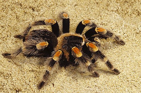 Mexican red-knee tarantula(Brachypelma beohmei) captive