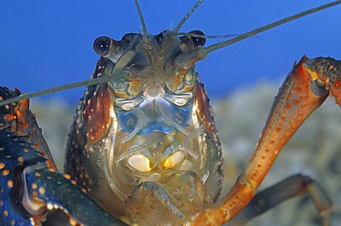 Freshwater crayfish (Procambarus clarkii), captive, captive