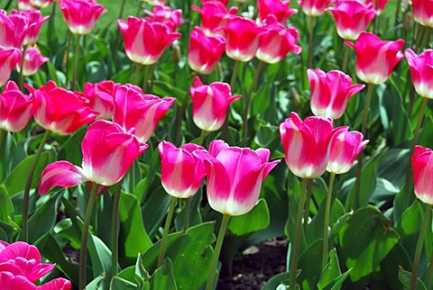 Tulips (Tulipa)