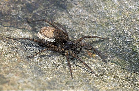 Wolf spider (Paradosa spec), female carrying an egg sack