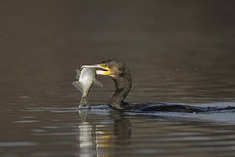 Great Cormorant (Phalacrocorax carbo) with fish