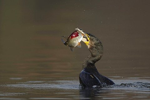 Great Cormorant (Phalacrocorax carbo) with fish