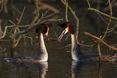 Great Crested Grebes, (Podiceps cristatus), mating