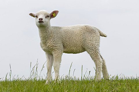 Spring lamb on the dike, looks at the viewer, Nationalpark Niedersaechsisches Wattenmeer, Lower Saxony Wadden Sea National Park, Lower Saxony, Germany, Europe