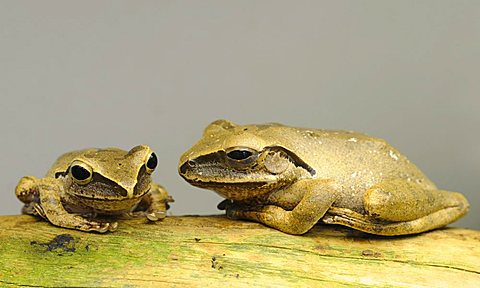 Common Tree Frog (Polypedates leucomystax), Greater Sunda Islands