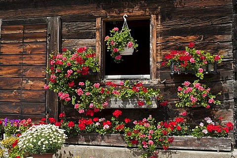 Window of a typical Valais house adorned with flowers, Geschinen, canton of Valais, Switzerland, Europe