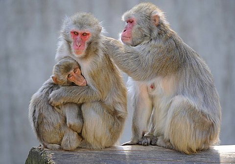 Japanese Macaque (Macaca fuscata)