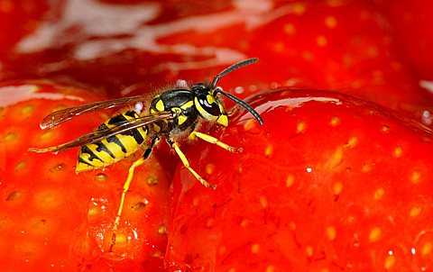 German or European Wasp (Vespula germanica) nibbling strawberry cake