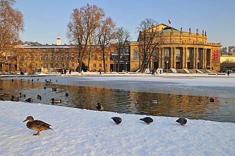 State Theatre, main theatre, ducks on Eckensee Lake, Stuttgart, Baden-Wuerttemberg, Germany, Europe