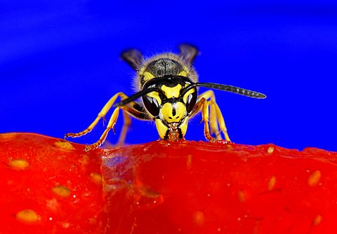 German or European Wasp (Vespula germanica) nibbling strawberry cake