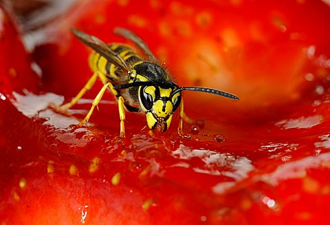 German or European Wasp (Vespula germanica) nibbling strawberry cake