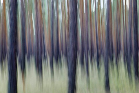 Abstract pine forest in Brandenburg, Germany, Europe