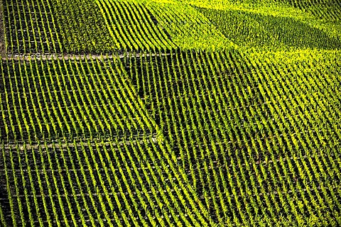 Vineyards in the romantic Middle Rhine Valley, UNESCO World Heritage Site, Rhineland-Palatinate, Germany, Europe