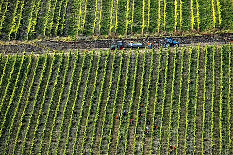 Wine harvest in Bacherach, romantic Middle Rhine Valley, UNESCO World Heritage Site, Rhineland-Palatinate, Germany, Europe