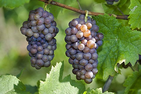 Pinot gris, gray burgundy, grapes