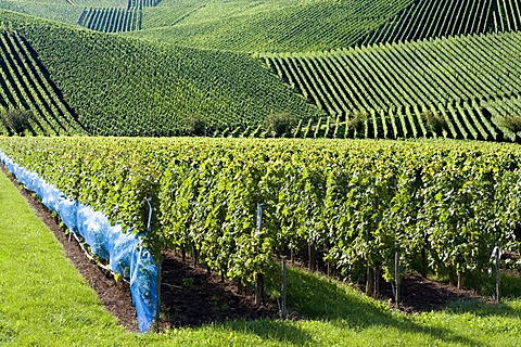 Vineyards along the Moselle River, Luxembourg, Europe