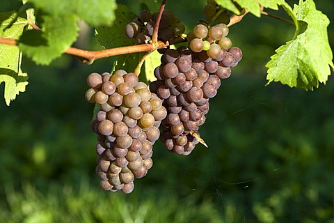 Pinot gris, gray burgundy