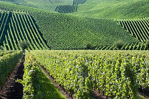 Vineyards along the Moselle River, Luxembourg, Europe