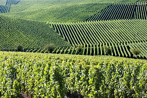 Vineyards along the Moselle River, Luxembourg, Europe