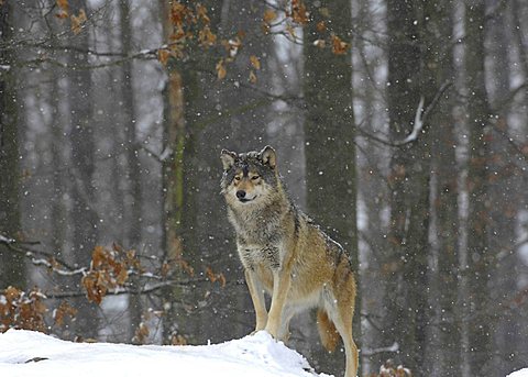 Mackenzie Valley Wolf (Canis lupus occidentalis) in the blowing snow