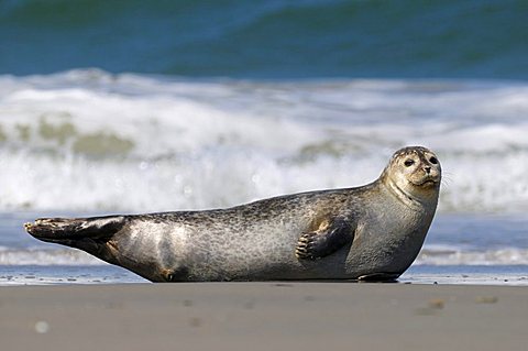 Harbor Seal (Phoca vitulina), dormant phase on the beach, North Sea, Duene, Heligoland, Schleswig Holstein, Germany, Europe