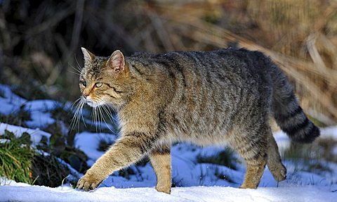 Wildcat (Felis silvestris), male, stalking