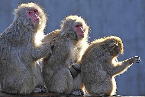 Japanese Macaques (Macaca fuscata) grooming each other