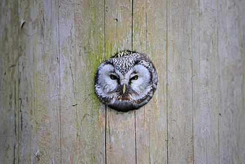 Boreal Owl or Tengmalm's Owl (Aegolius funereus), looking out of nest cave