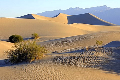 Morning light at the Mesquite Sand Dunes, Death Valley National Park, California, USA, America