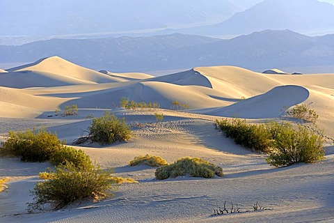 Morning light at the Mesquite Sand Dunes, Death Valley National Park, California, USA, America