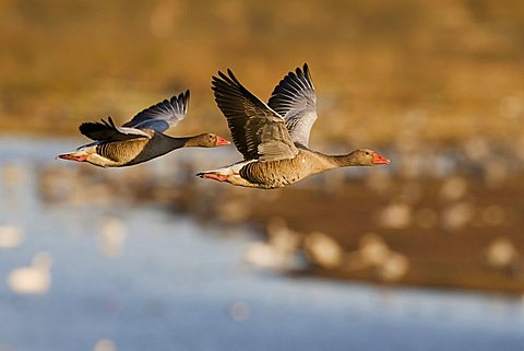 Greylag Goose (Anser anser), couple flying over resting cranes, Lake Hornborga, Vaestergoetland, Sweden, Scandinavia, Europe