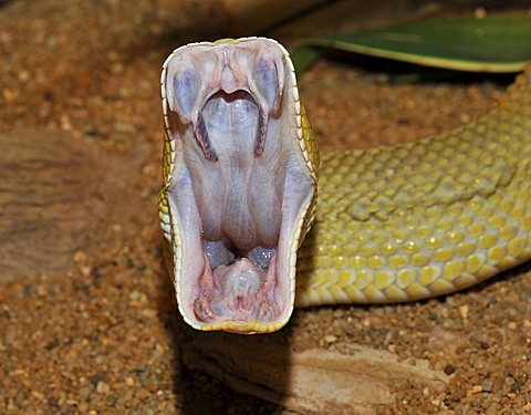 Mexican West Coast Rattlesnake (Crotalus basiliscus), mouth wide open, West Mexico