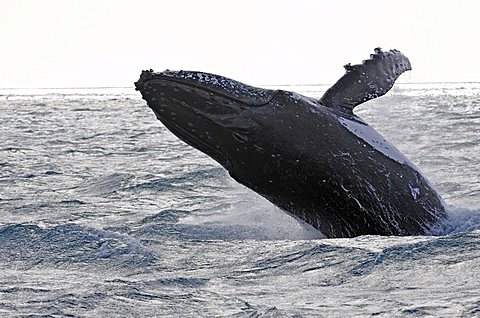 Typical breach, breaching, screw jump, Humpback Whale (Megaptera novaeangliae), Hervey Bay, Queensland, Australia