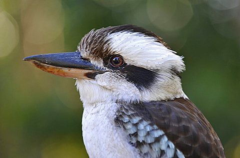 Laughing Kookaburra (Dacelo novaeguineae), Queensland, Australia