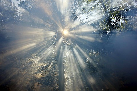 Fog, smoke, in a forest, sun struggling to shine through the haze