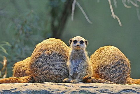 Meerkats (Suricata Suricatta), family, young animal