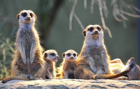 Meerkats (Suricata Suricatta), family, two young animals