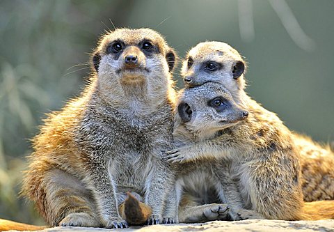 Meerkats (Suricata suricatta), parent and two young, embrace