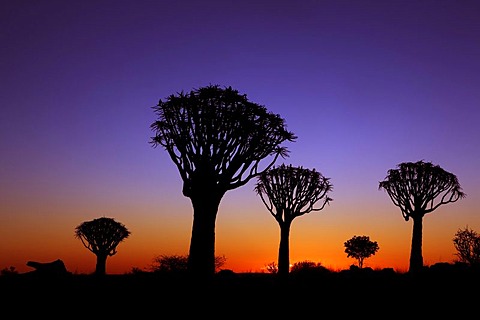 Quiver tree forest at sunset, Keetmanshoop, Namibia, Africa