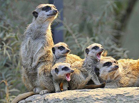 Meerkats or Suricates (Suricata Suricatta), juveniles