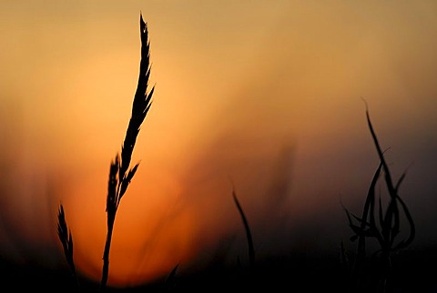 Blade of grass in the sunset