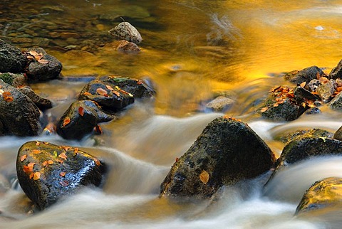 Stones in the stream bed of the Ilse River, with autumn leaves, Saxony-Anhalt, Germany, Europe