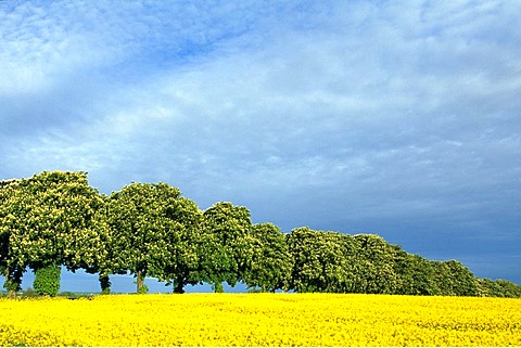 Chestnut tree avenue, canola field, Schleswig-Holstein, Germany, Europe