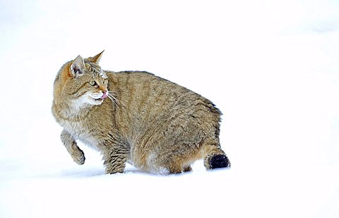 Wildcat (Felis silvestris), juvenile in winter, on the prowl