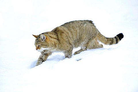 Wildcat (Felis silvestris), juvenile in winter, on the prowl